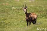 Chamois (Rupicapra rupicapra)