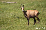 Chamois (Rupicapra rupicapra)