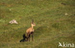 Chamois (Rupicapra rupicapra)