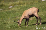 Chamois (Rupicapra rupicapra)