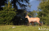 Chamois (Rupicapra rupicapra)