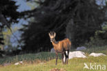 Chamois (Rupicapra rupicapra)