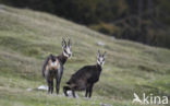 Chamois (Rupicapra rupicapra)