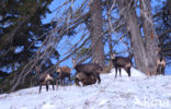 Chamois (Rupicapra rupicapra)