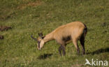 Chamois (Rupicapra rupicapra)