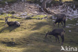 Chamois (Rupicapra rupicapra)