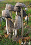 Geschubde inktzwam (Coprinus comatus)