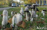 Shaggy Inkcap (Coprinus comatus)