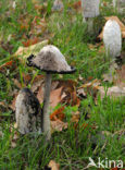 Shaggy Inkcap (Coprinus comatus)