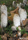 Geschubde inktzwam (Coprinus comatus)