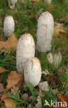 Geschubde inktzwam (Coprinus comatus)