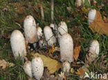 Geschubde inktzwam (Coprinus comatus)