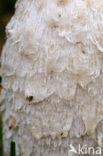 Geschubde inktzwam (Coprinus comatus)