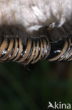 Geschubde inktzwam (Coprinus comatus)