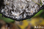 Geschubde inktzwam (Coprinus comatus)