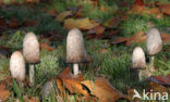 Geschubde inktzwam (Coprinus comatus)