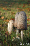 Geschubde inktzwam (Coprinus comatus)