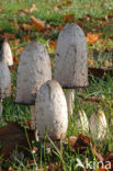 Geschubde inktzwam (Coprinus comatus)