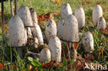 Geschubde inktzwam (Coprinus comatus)