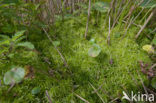 Gewimperd veenmos (Sphagnum fimbriatum)