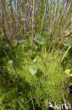 Gewimperd veenmos (Sphagnum fimbriatum)