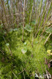 Fringed Bog-moss (Sphagnum fimbriatum)