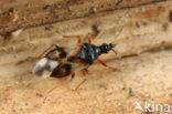 Common flower bug (Anthocoris nemorum)