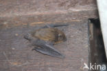 Gewone dwergvleermuis (Pipistrellus pipistrellus)