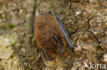 Gewone dwergvleermuis (Pipistrellus pipistrellus)