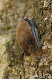 Gewone dwergvleermuis (Pipistrellus pipistrellus)