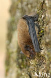 Gewone dwergvleermuis (Pipistrellus pipistrellus)