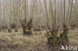 Ash (Fraxinus excelsior)