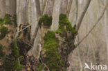 Ash (Fraxinus excelsior)