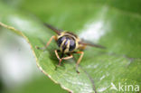 Striped Hoverfly (Helophilus pendulus)