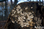 Gewoon elfenbankje (Trametes versicolor)