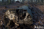 Gewoon elfenbankje (Trametes versicolor)