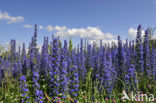 Gewoon Slangenkruid (Echium vulgare)