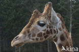 Giraffe (Giraffa camelopardalis)