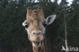 Southern giraffe (Giraffa camelopardalis)