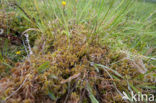 Lustrous Bog-moss (Sphagnum subnitens)