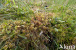 Lustrous Bog-moss (Sphagnum subnitens)