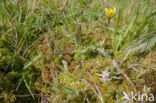 Lustrous Bog-moss (Sphagnum subnitens)