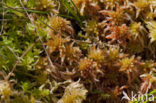 Glanzend veenmos (Sphagnum subnitens) 