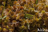 Glanzend veenmos (Sphagnum subnitens) 