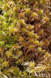 Glanzend veenmos (Sphagnum subnitens) 