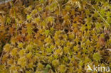 Glanzend veenmos (Sphagnum subnitens) 