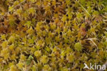 Glanzend veenmos (Sphagnum subnitens) 