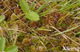 Glanzend veenmos (Sphagnum subnitens) 