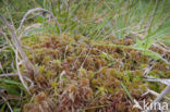 Glanzend veenmos (Sphagnum subnitens) 