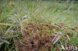 Glanzend veenmos (Sphagnum subnitens) 